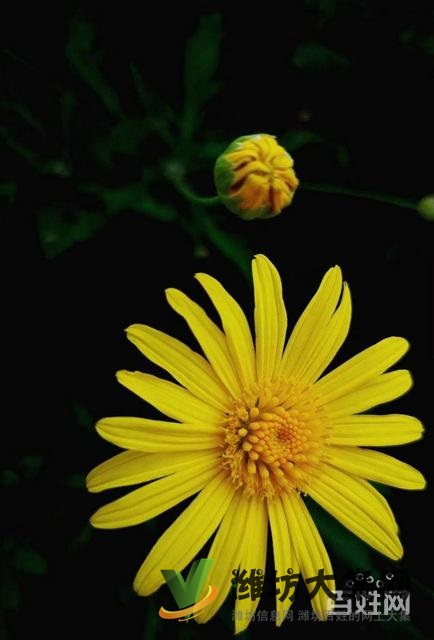 金都家園 首付低 1室2廳 精裝好房,樓層好,無稅