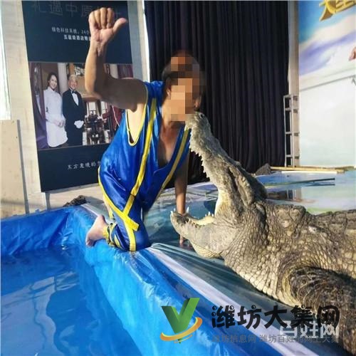 撫順市企鵝展覽出租哪家好