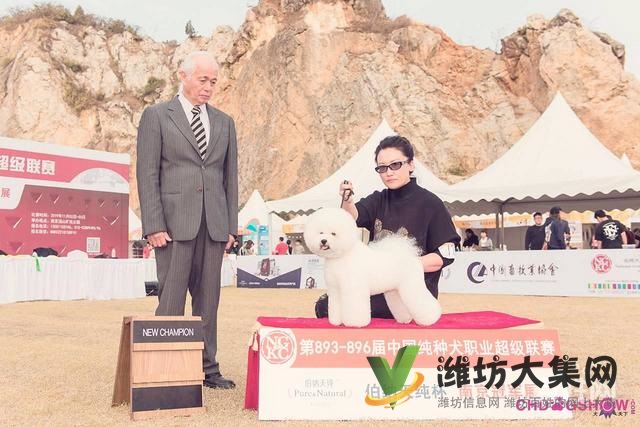 濰坊寵物美容師培訓(xùn),寵物美容培訓(xùn)哪里好教得好?