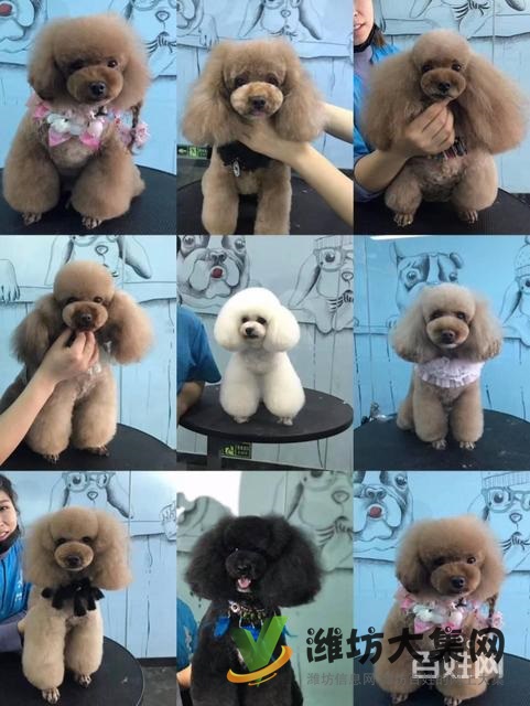 濰坊寵物美容美發(fā)培訓(xùn)正規(guī)嗎|一諾寵物培訓(xùn)學(xué)校