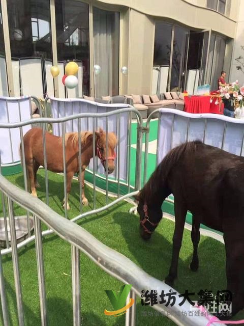 濰坊羊駝萌寵展租賃價格,出租多種小寵物報價單