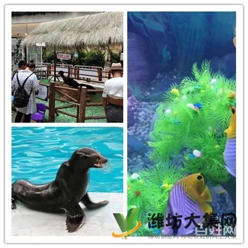 濰坊市鸚鵡表演 海獅表演租賃