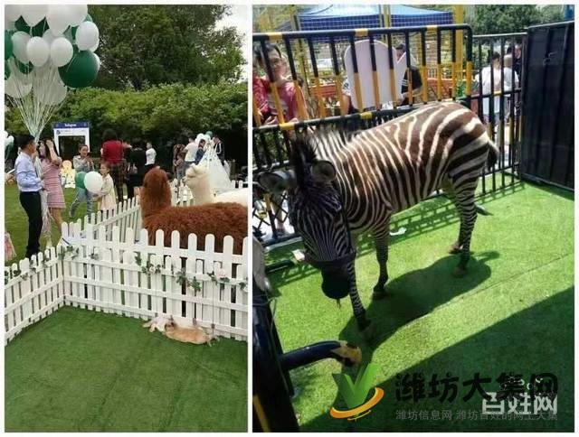 濰坊海洋生物租賃、萌寵動物租賃,百鳥展出租