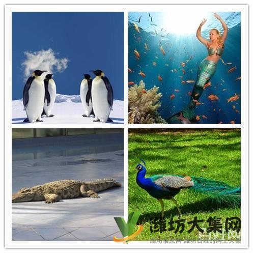 美人魚魚缸表演出租 大安海獅表演出租