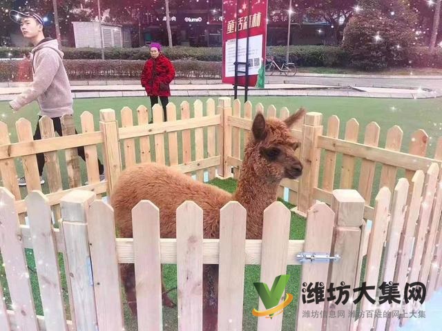 濰坊羊駝萌寵展租賃價格,出租多種小寵物報價單