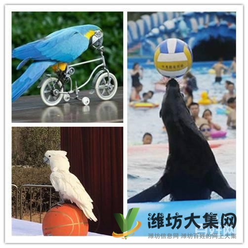 濰坊市萌寵動物 馬戲團表演租賃