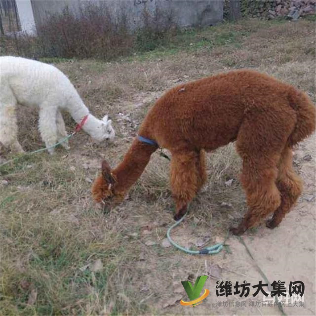 濰坊奎文哪里有出售羊駝的 羊駝出租 小羊駝多少錢一只