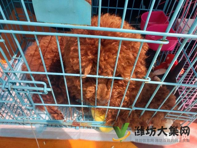 濰坊 寵物托運公司 正規公司安全可靠