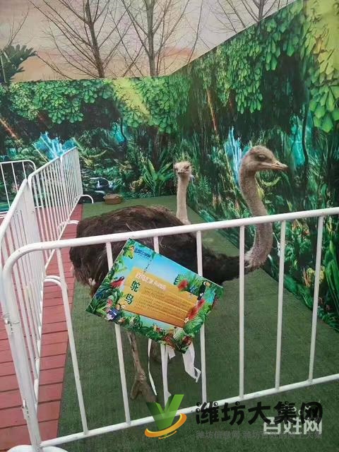 濰坊海洋生物租賃、萌寵動物租賃,百鳥展