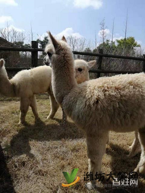 濰坊奎文哪里有出售羊駝的 羊駝出租 小羊駝多少錢一只