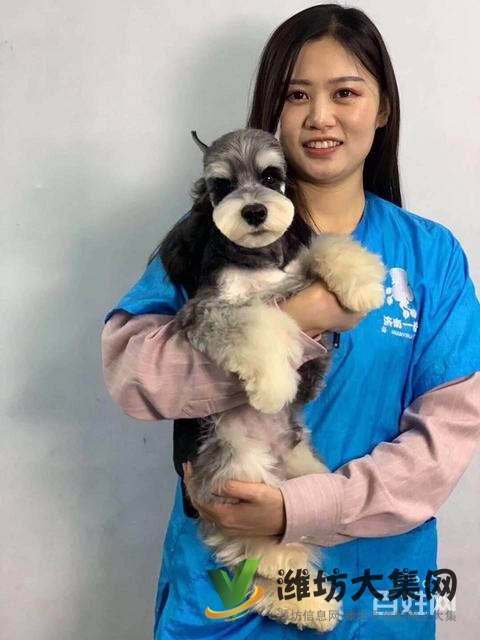 濰坊寵物美容師培訓(xùn),寵物美容培訓(xùn)哪里好教得好?