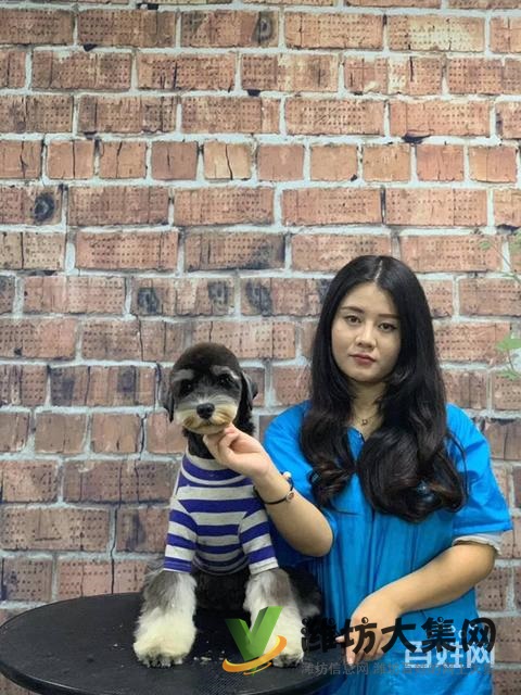 濰坊寵物美容培訓中心怎么選|一諾寵物美容師培訓