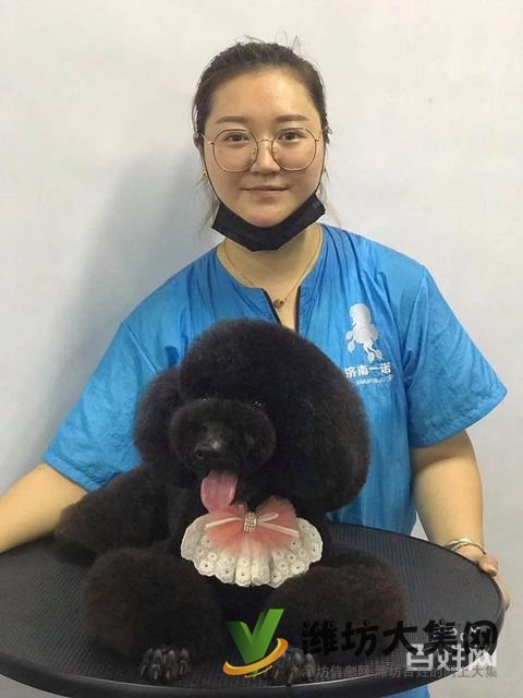 濰坊寵物美容培訓,有哪些寵物美容學校哪里好?