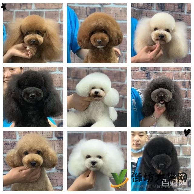 濰坊寵物美容美發(fā)培訓(xùn)正規(guī)嗎|一諾寵物培訓(xùn)學(xué)校