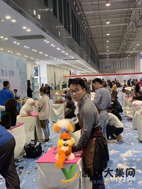 濰坊寵物美容培訓去哪好?去哪學寵物美容