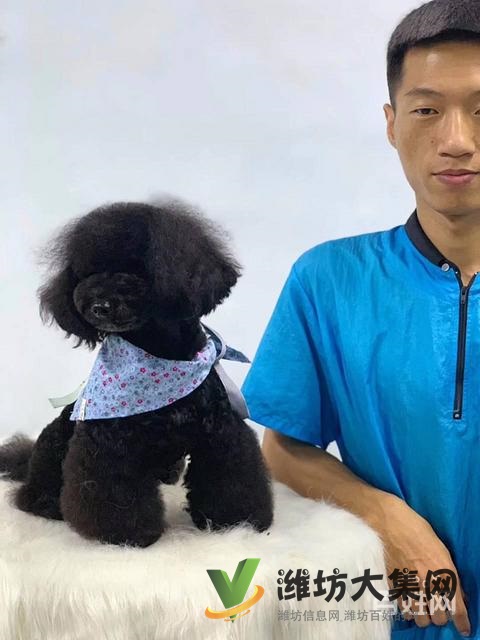 桂林專業(yè)寵物美容培訓(xùn)?寵物美容學(xué)校多少錢學(xué)費(fèi)?