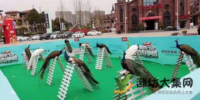 濰坊海洋生物租賃、萌寵動物租賃,百鳥展出租