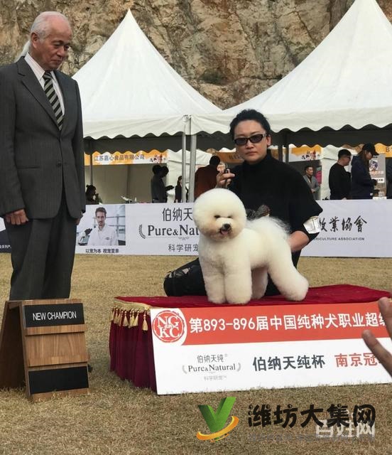 濰坊寵物美容培訓去哪好?去哪學寵物美容