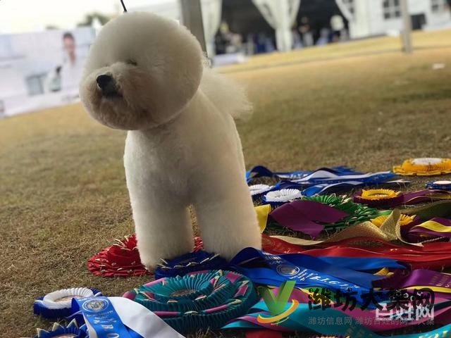 濰坊寵物美容護理學(xué)校? 一諾寵物美容師培訓(xùn)