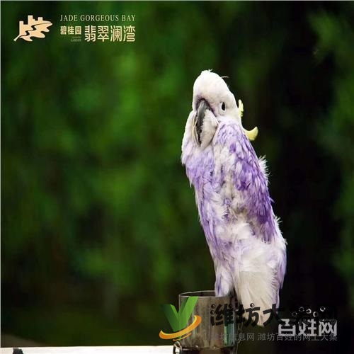 撫順市企鵝展覽出租哪家好