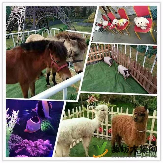 濰坊海洋生物租賃、萌寵動物租賃,百鳥展出租