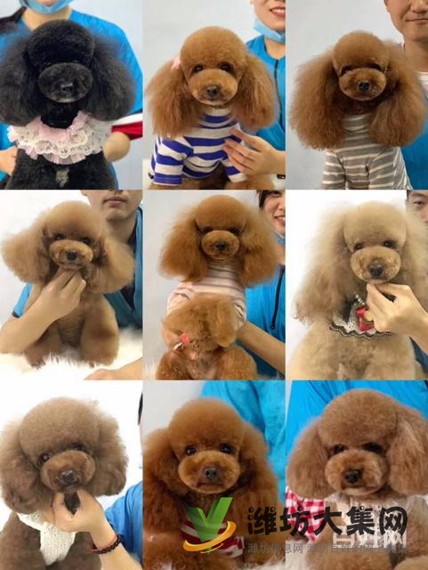 濰坊寵物美容師培訓(xùn),寵物美容培訓(xùn)哪里好教得好?