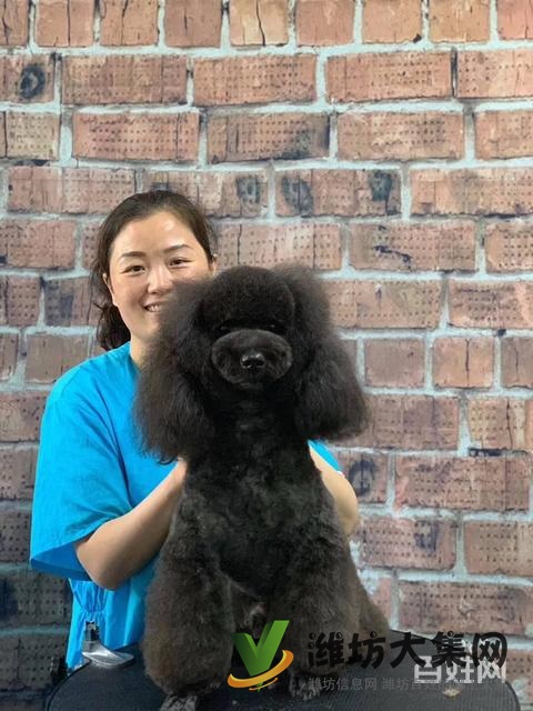 濰坊寵物美容護理學(xué)校? 一諾寵物美容師培訓(xùn)