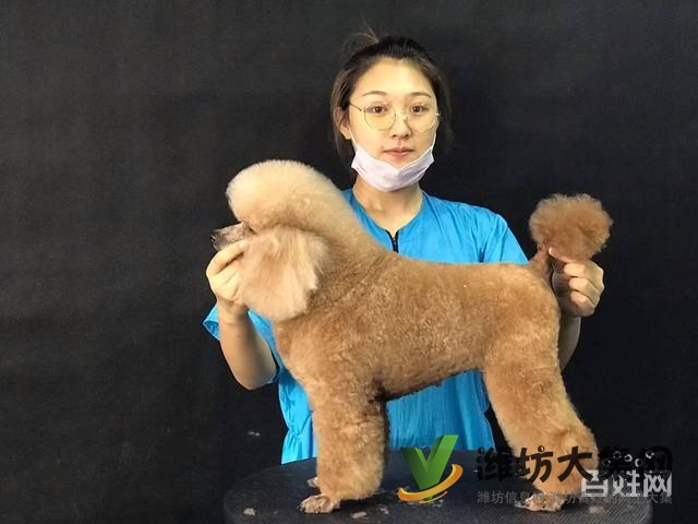 桂林專業(yè)寵物美容培訓(xùn)?寵物美容學(xué)校多少錢學(xué)費(fèi)?