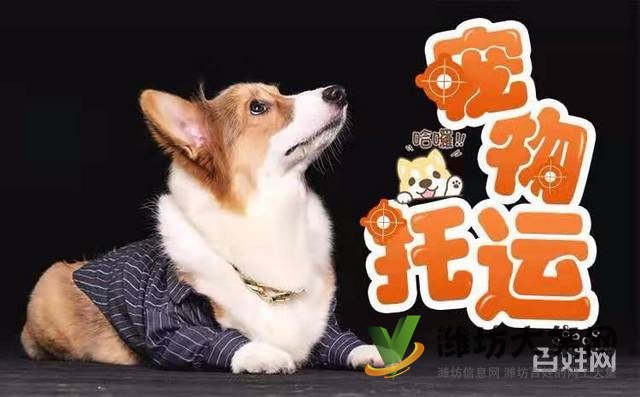 濰坊星寵快運-熱情打造寵物行業的順豐快遞