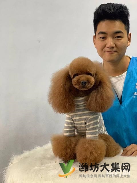 桂林專業(yè)寵物美容培訓(xùn)?寵物美容學(xué)校多少錢學(xué)費(fèi)?