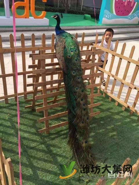 濰坊羊駝萌寵展租賃價格,出租多種小寵物報價單