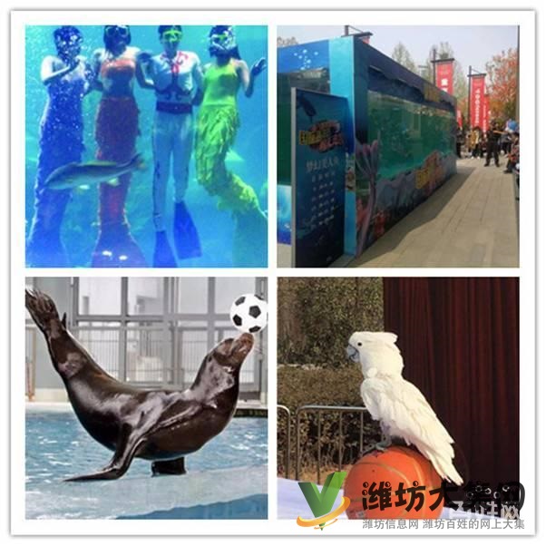 濰坊市哪里有馬戲團(tuán)表演出租 環(huán)球飛車(chē)租賃