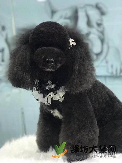 濰坊寵物美容師培訓(xùn),寵物美容培訓(xùn)哪里好教得好?