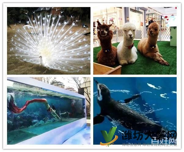 濰坊市鸚鵡表演 海獅表演租賃