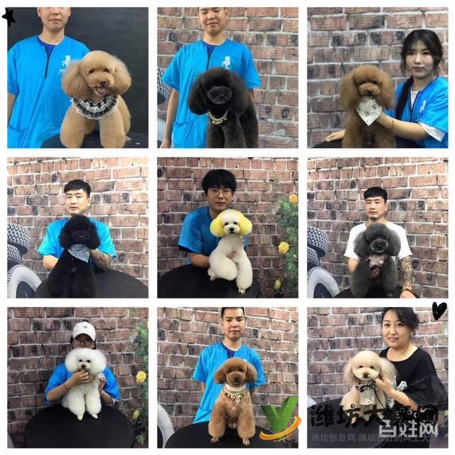 濰坊寵物美容培訓去哪好?去哪學寵物美容