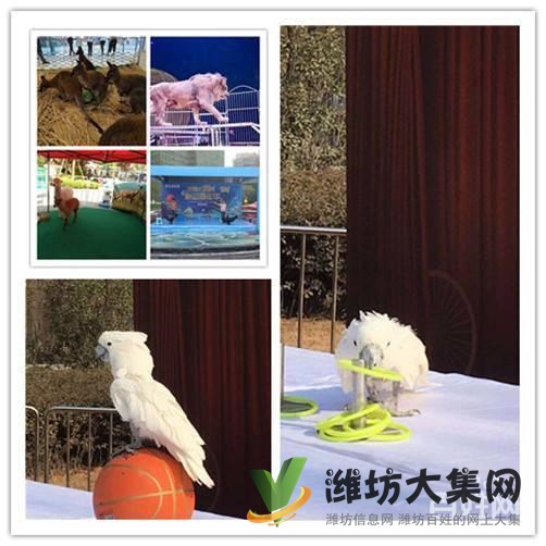 濰坊市鸚鵡表演 海獅表演租賃