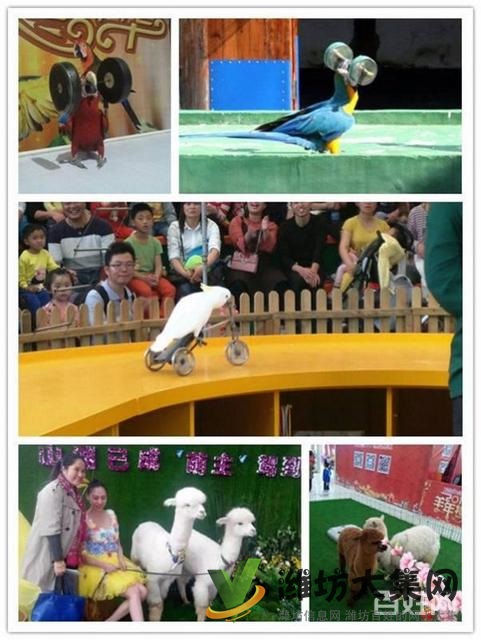 濰坊市 海獅表演租賃 鸚鵡表演出租