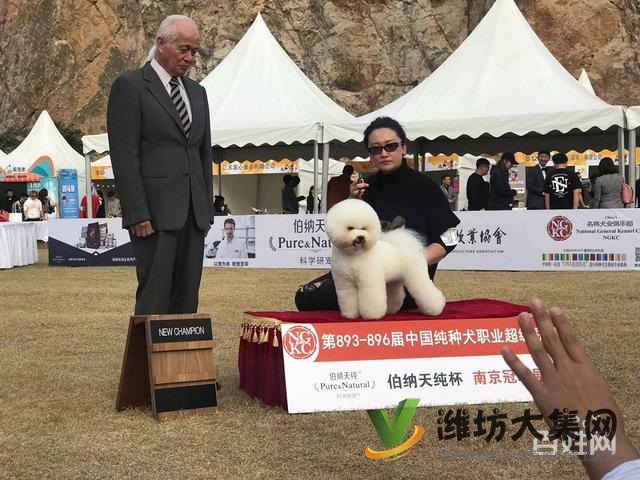 濰坊寵物美容培訓中心教得好?學寵物美容容易嗎