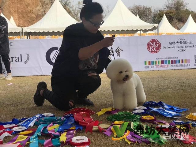 濰坊寵物美容美發(fā)培訓(xùn)正規(guī)嗎|一諾寵物培訓(xùn)學(xué)校