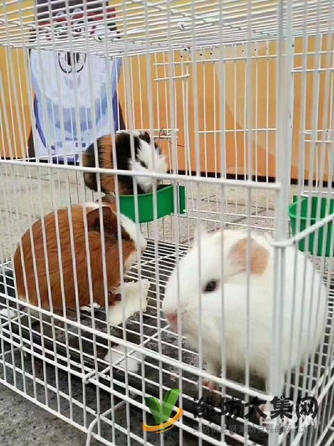 濰坊海洋生物租賃、萌寵動物租賃,百鳥展