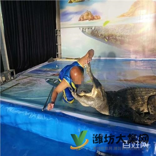 撫順市企鵝展覽出租哪家好