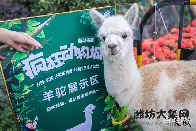 濰坊羊駝萌寵展租賃價格,出租多種小寵物報價單