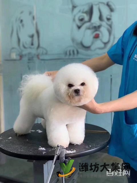 濰坊寵物美容培訓,有哪些寵物美容學校哪里好?