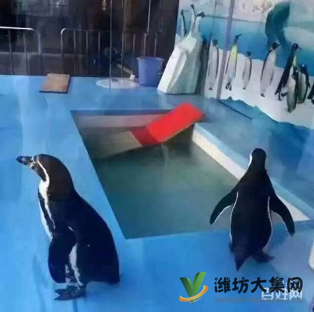 濰坊海洋生物租賃、萌寵動物租賃,百鳥展