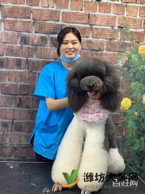 濰坊寵物美容培訓中心教得好?學寵物美容容易嗎
