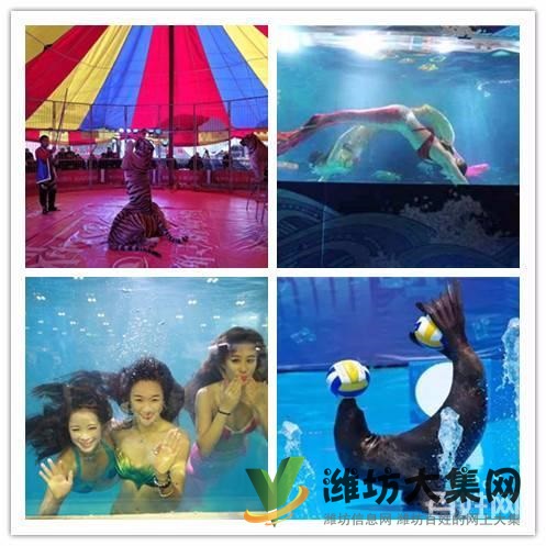 美人魚魚缸表演出租 大安海獅表演出租