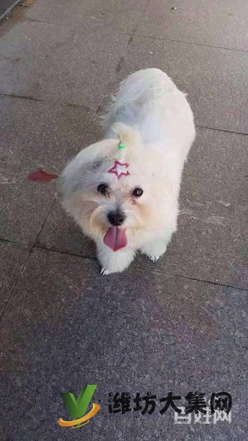 濰坊 寵物托運公司 正規公司安全可靠