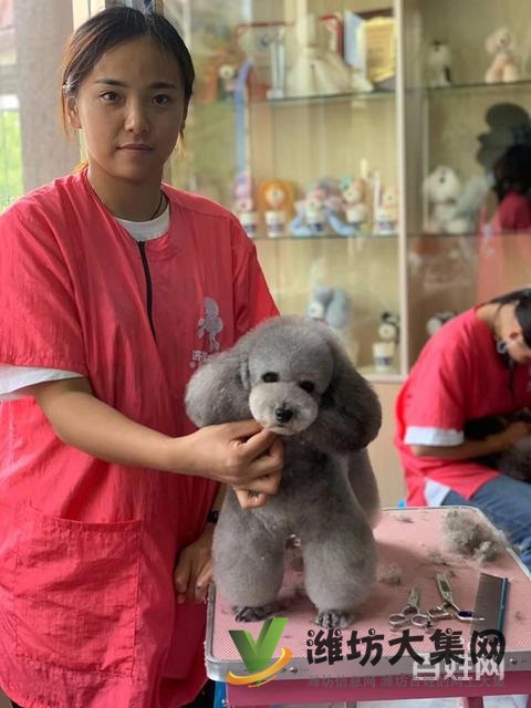 濰坊寵物美容培訓中心好不好|一諾寵物培訓學校