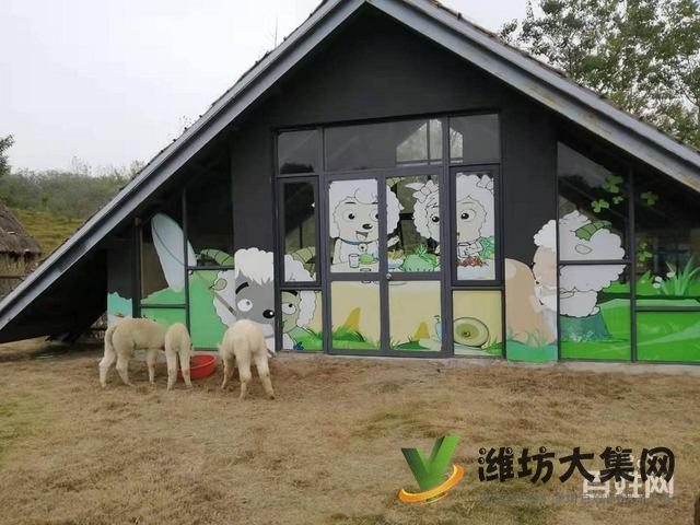 濰坊奎文哪里有出售羊駝的 羊駝出租 小羊駝多少錢一只