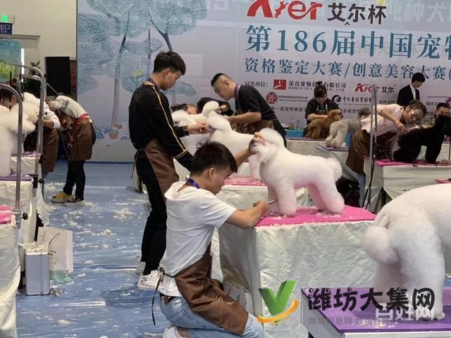 濰坊寵物美容護理學(xué)校? 一諾寵物美容師培訓(xùn)